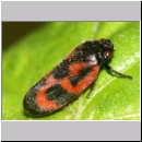 Haematoloma dorsatum - Kiefernblutzikade 01.jpg